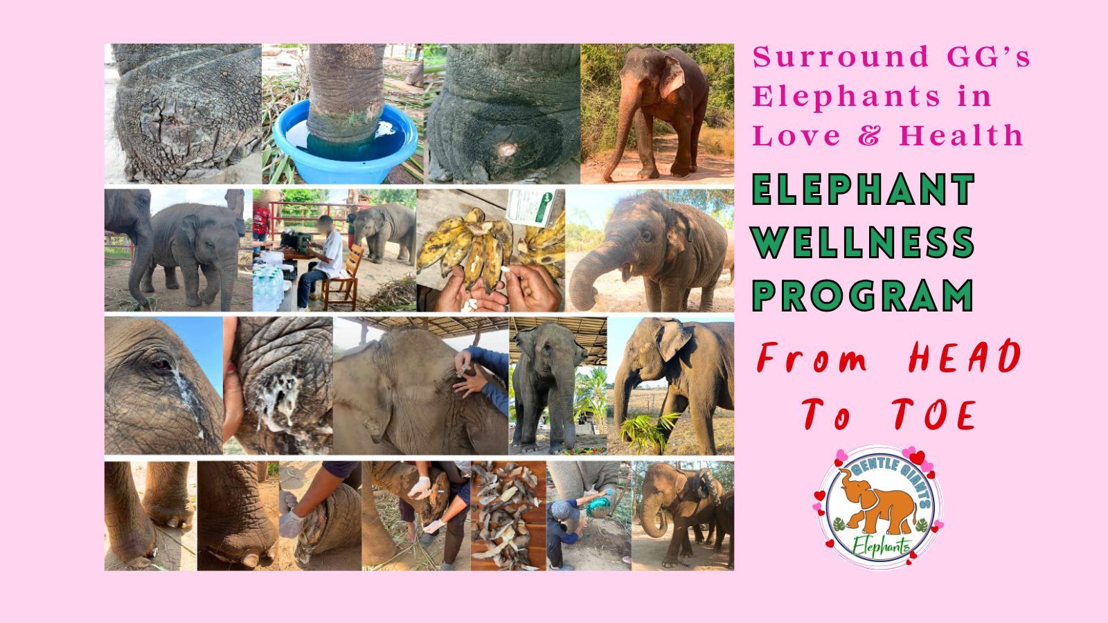 Elephant Wellness from Head to Toe share image