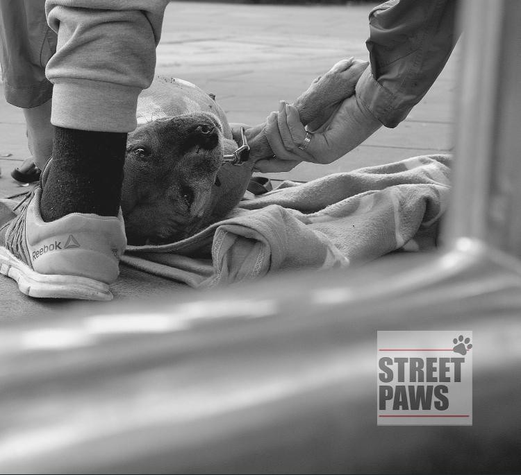 Street Paws Christmas Tree 2020 share image