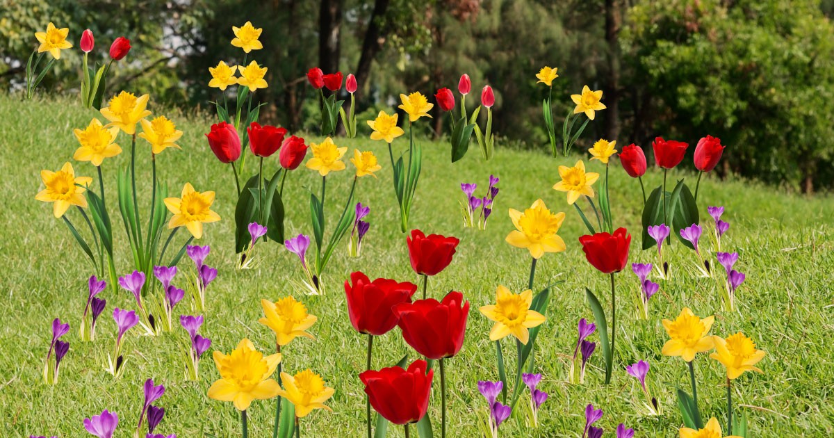 Dyspraxia Foundation Spring Garden share image