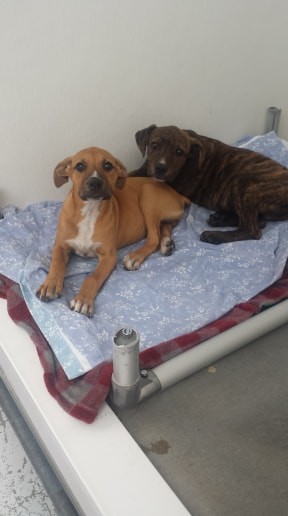Community Low Cost Spay/Neuter Program! share image
