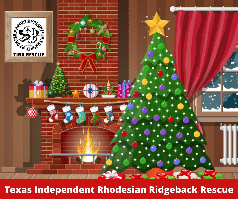 Christmas at the Texas Independent Rhodesian Ridgeback Rescue share image