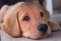 Puppy Love for Valentine's Day share image