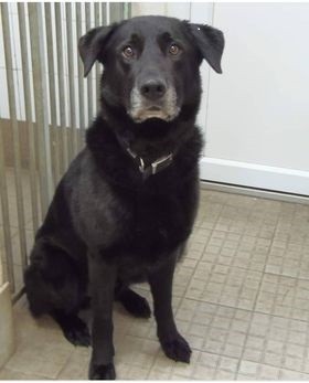 Charlie's Kennel Fees share image