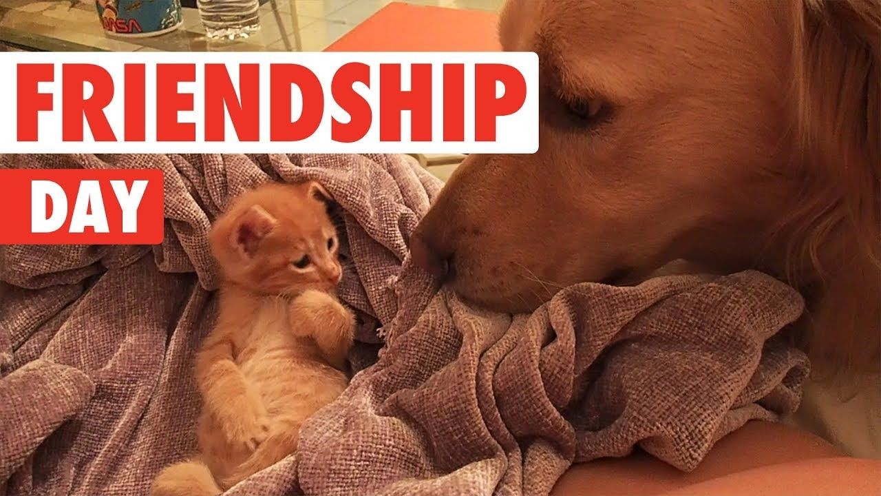 International Friendship Day share image