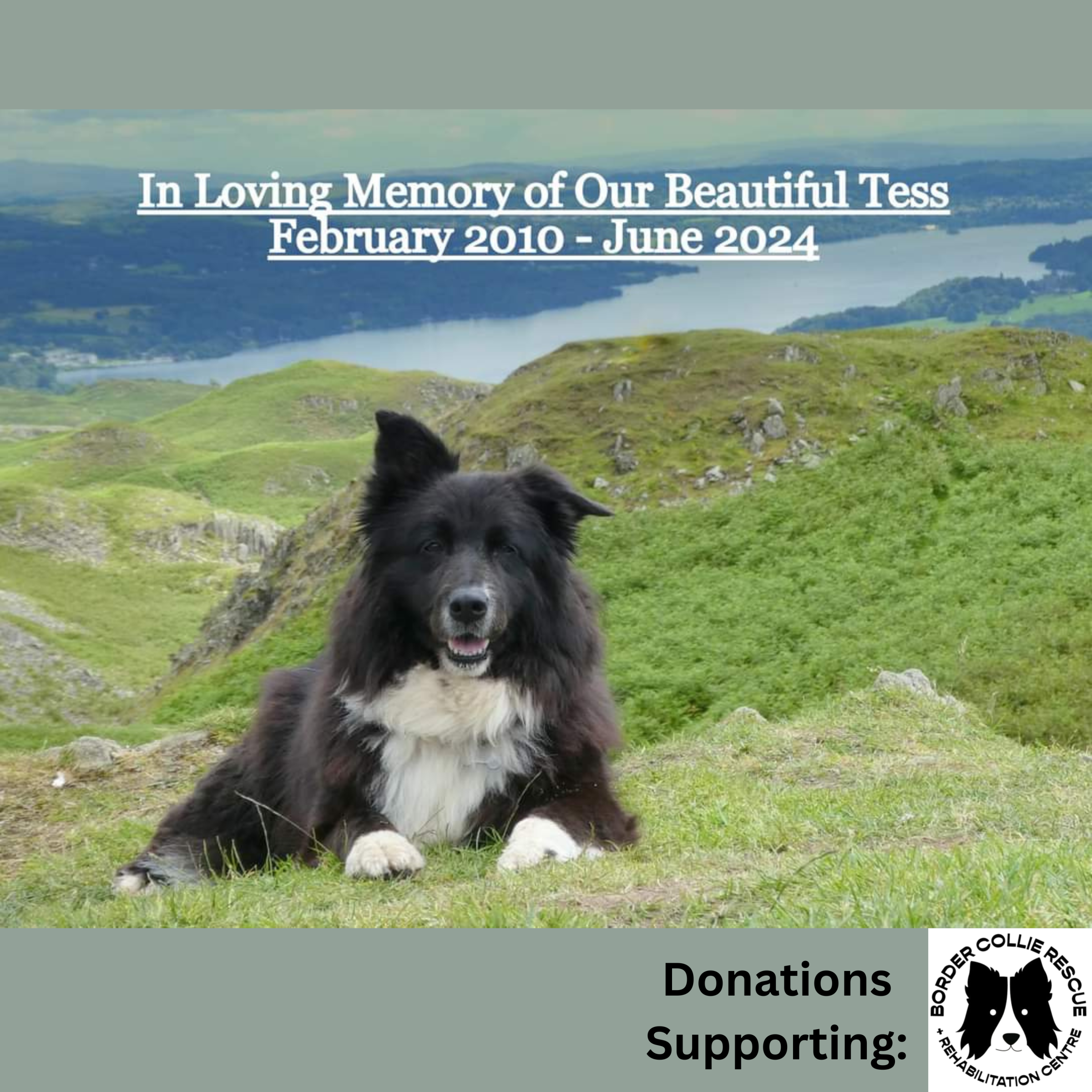 Our Beautiful Tess share image