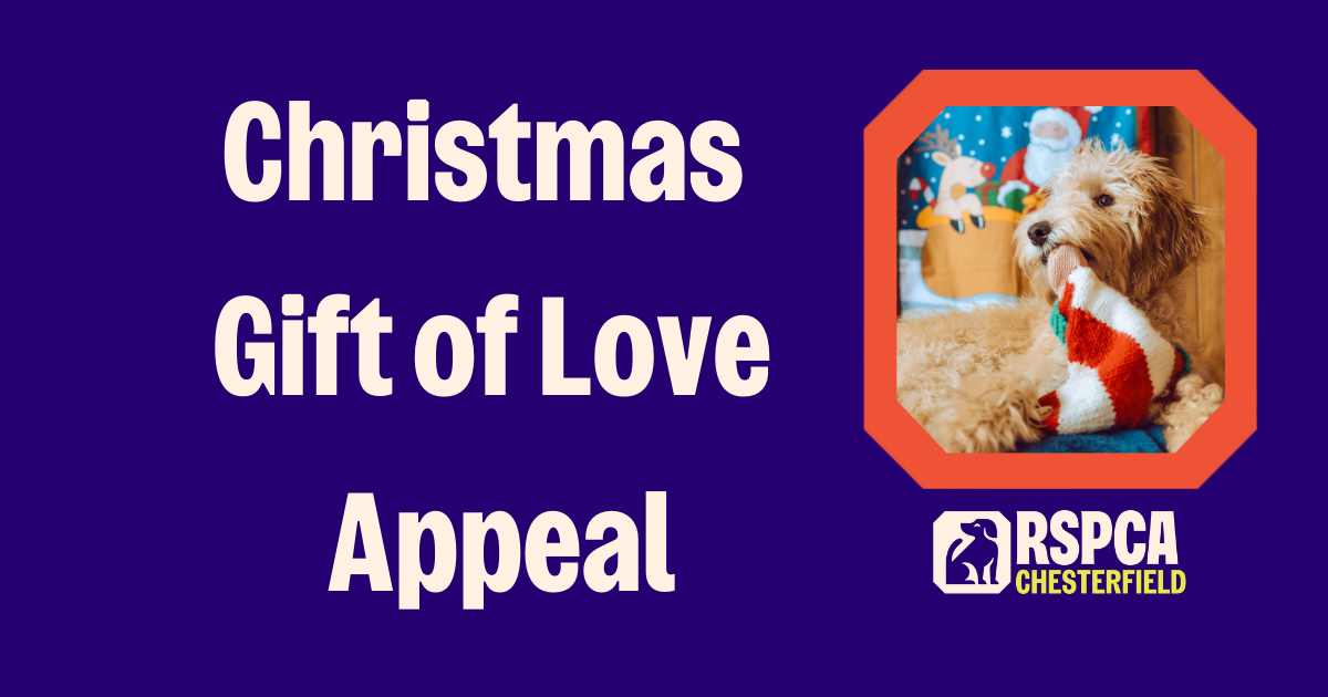 Christmas Gift Of Love Appeal share image