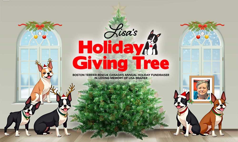 Lisa's 12th Annual Giving Tree for BTRC! share image