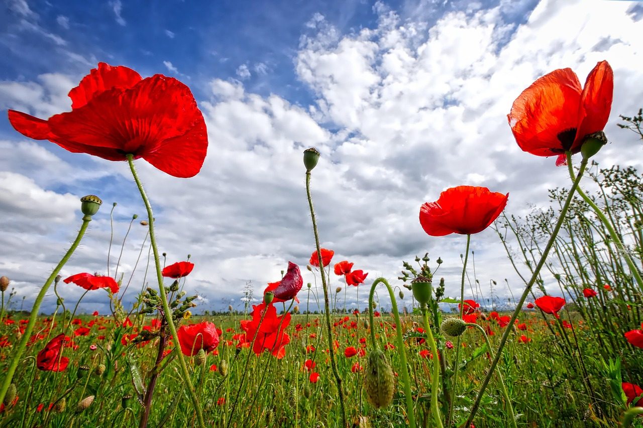 WWII 80. Plant-a-Poppy to Remember. share image
