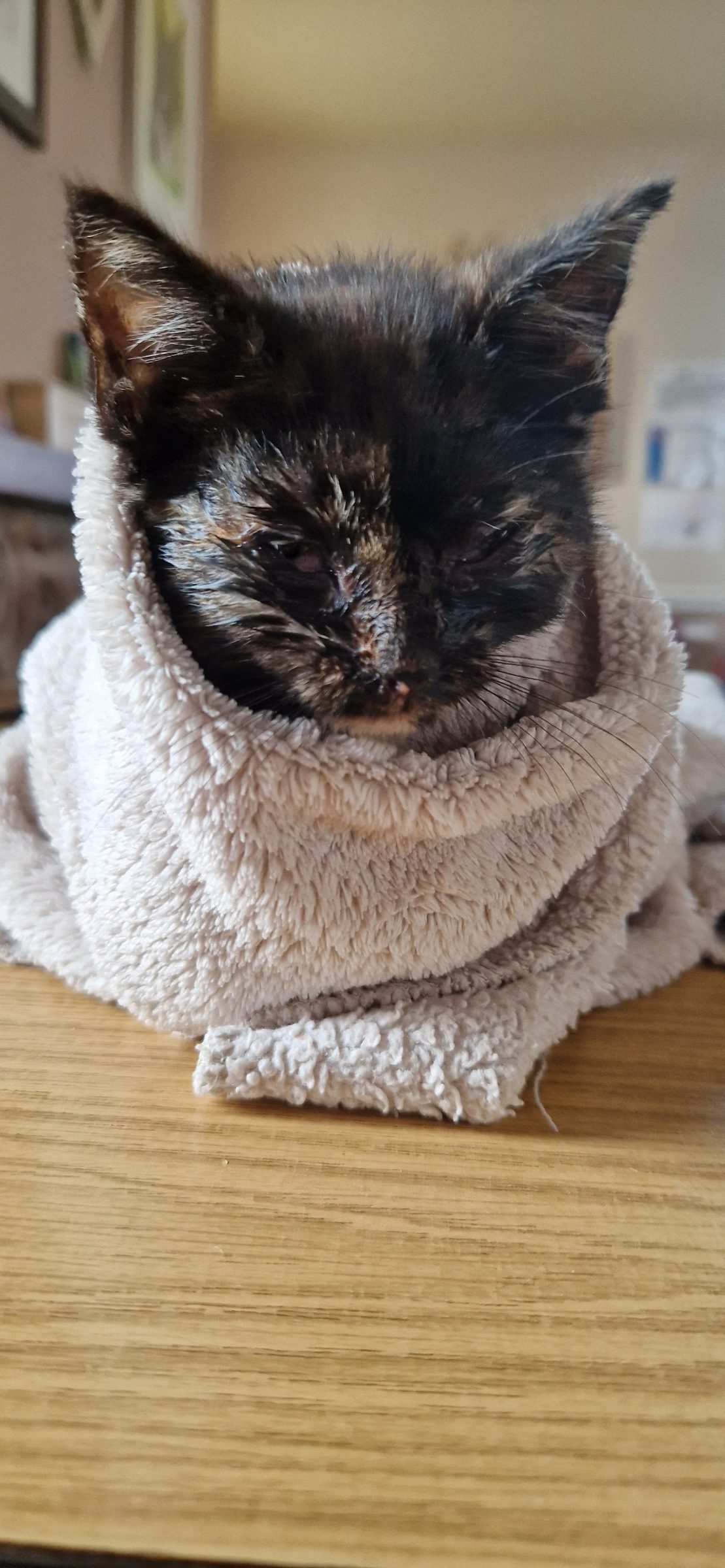 Kitten Season at Eden Animal Rescue share image