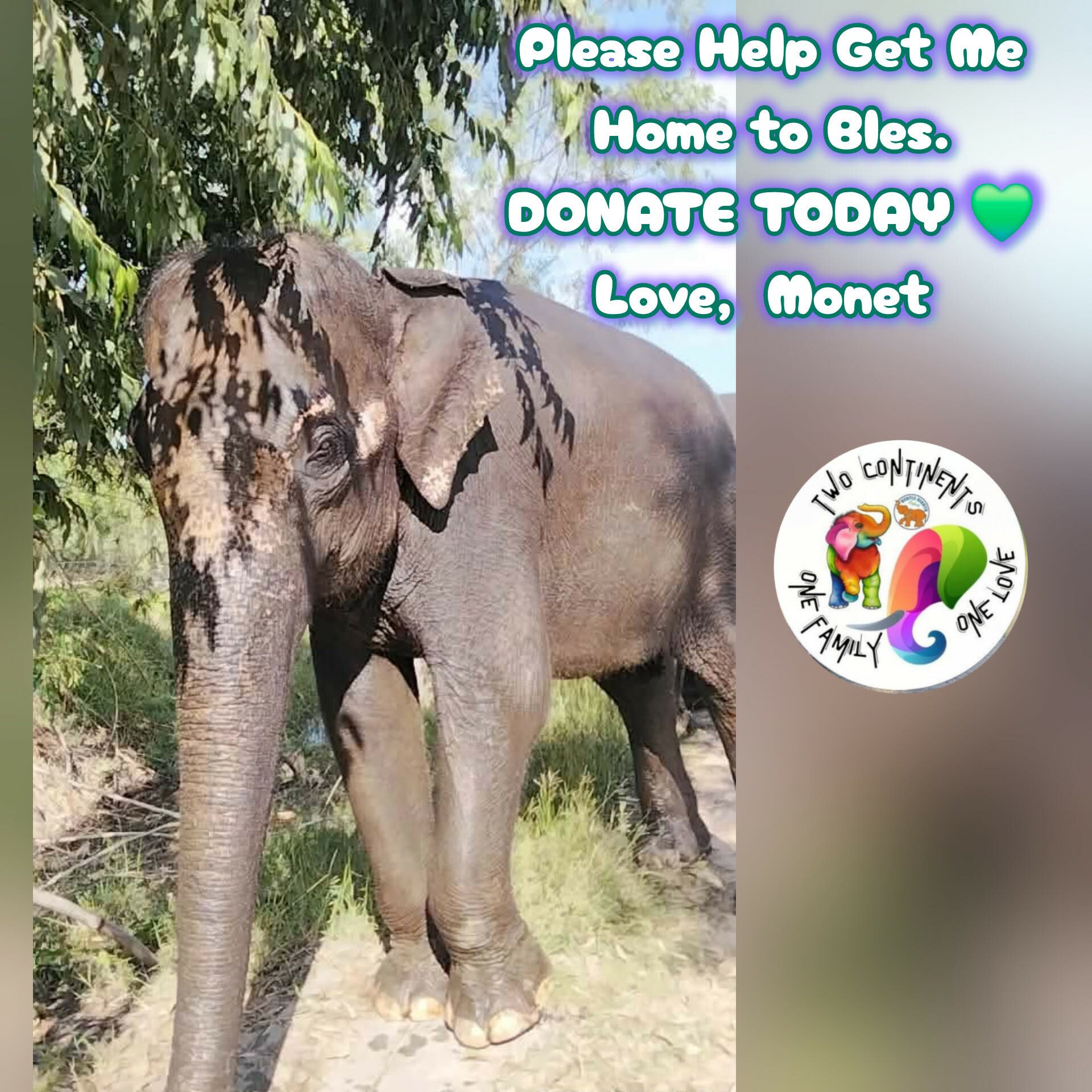 Bring Monet Home share image