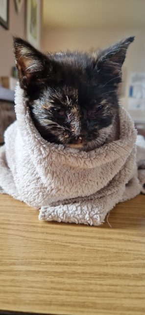 Kitten Season at Eden Animal Rescue share image