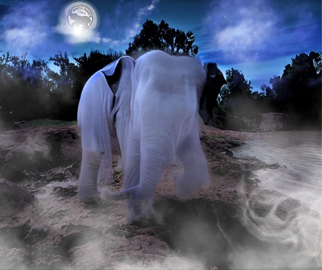 Treats NOT Tricks share image