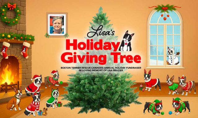 Lisa&rsquo;s 13th Annual Holiday Giving Tree for BTRC share image