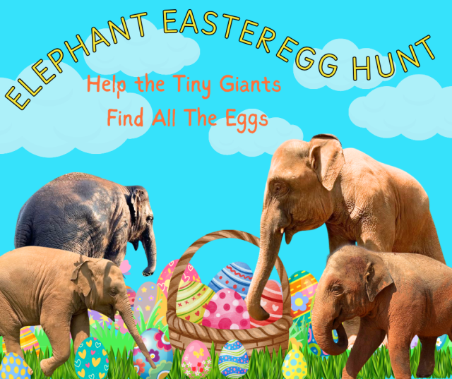 Elephant Easter Egg Hunt share image